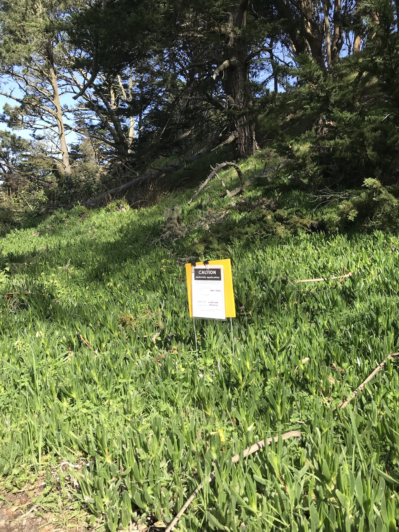 Herbicide application sign posted in dense vegetation in the Presidio