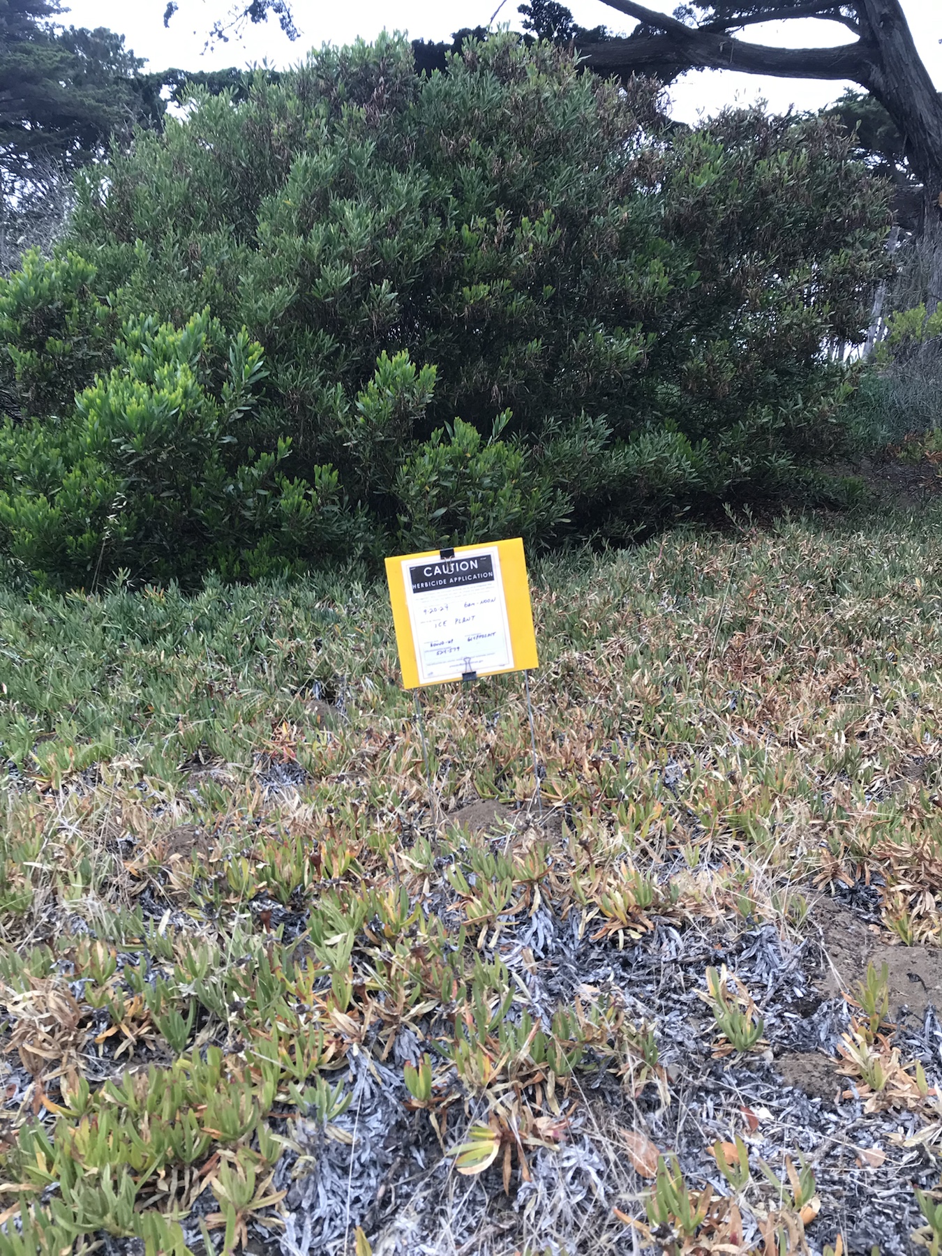 Context image of Roundup herbicide application sign in an ice plant treatment area