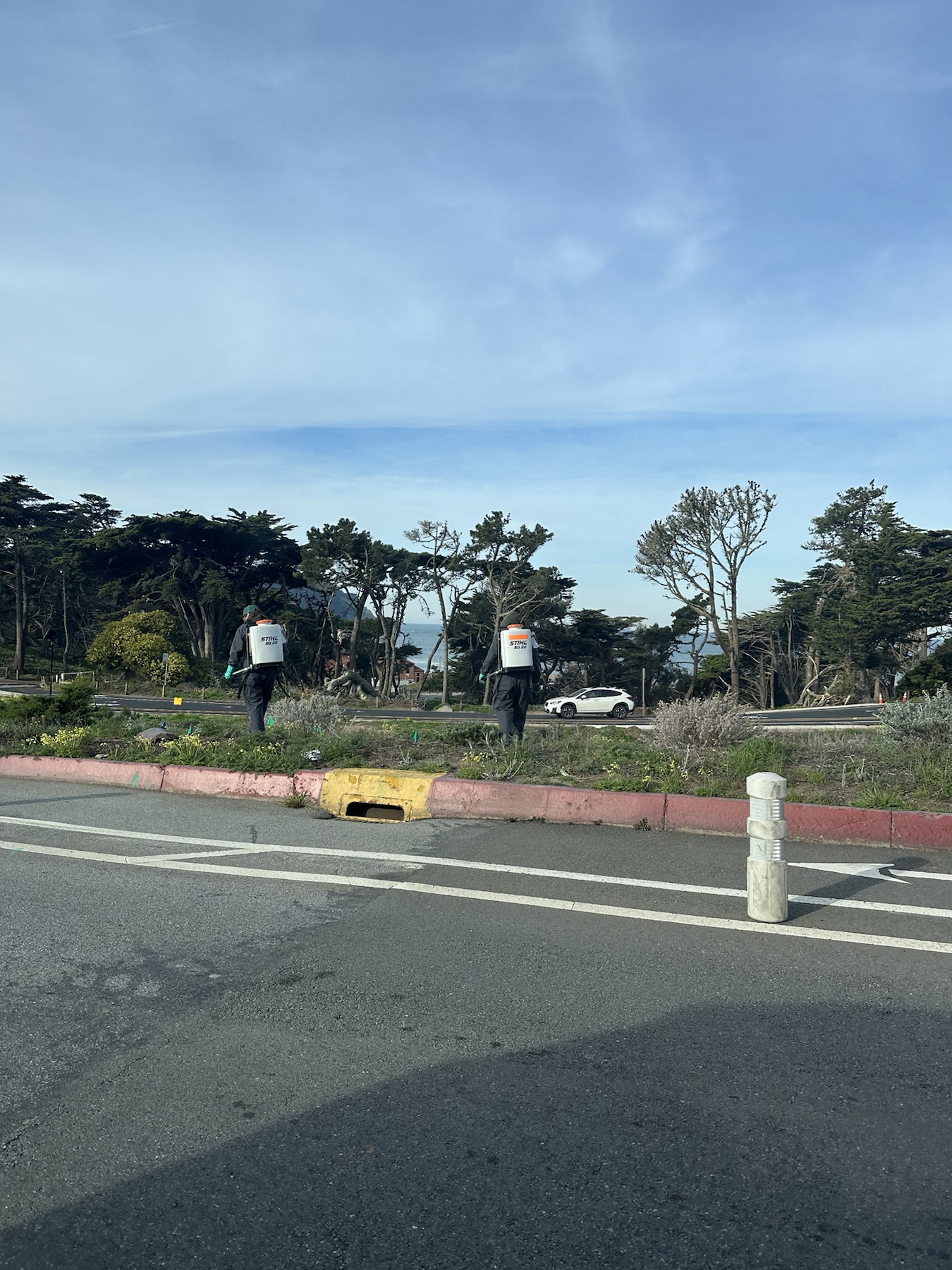 Workers with backpack sprayers in a coastal roadside planting area