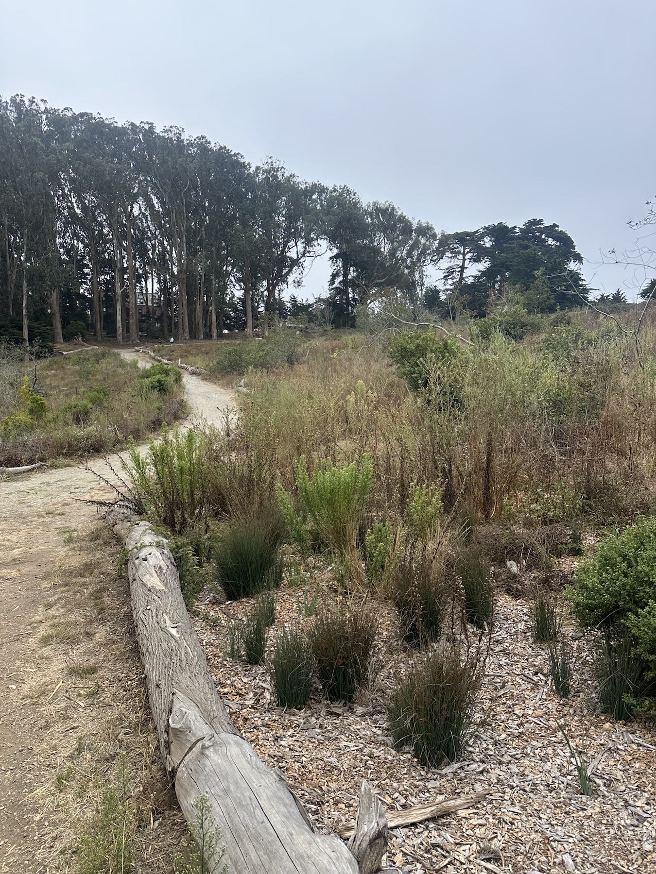 Vegetation context image for the herbicide application area